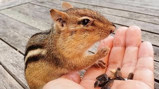 다람쥐 눈에 붙은 풀 조각을 떼어주기 I Remove Piece Of Leaf From Chipmunk’s Eye