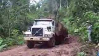 When you're logging the Rainforest...