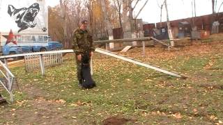 Доберман Стелла с Большой Волги дрессировка послушания ОКД. dobermann obedience