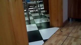 Подглядывание за мамой и папой