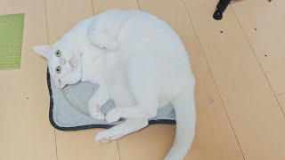 猫、防御ゼロの構え