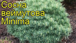 Сосна веймутова Минима. Краткий обзор, описание характеристик, где купить pinus strobus Minima