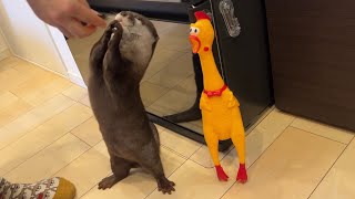 鶏肉から鶏肉をもらったカワウソと猫だったが、鶏肉をしばき始めた otter and cat gets a chicken messes up the chicken!