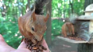Три белки / Three squirrels