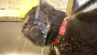 George the Cat Drinking Water from the Faucet