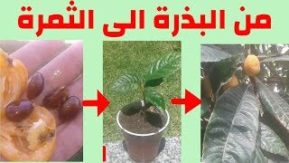 زراعة الاسكدنيا، البشملة، مزاح، بوصاع من البذرة إلى الثمرة