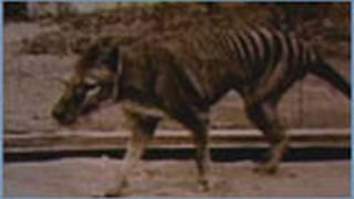 Part 9 Thylacine - Animal X Natural Mystery Unit | Storyteller Media