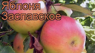 Яблоня гибридный Заславское (malus) ? яблоня Заславское обзор: как сажать саженцы яблони Заславское