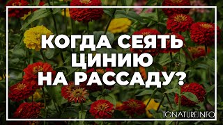 Когда сеять цинию на рассаду? | toNature.Info