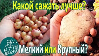 ???? Сажать мелкий или крупный картофель лучше? Посадка и сравнение урожая Опыт Гордеевых