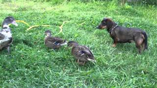 Hund und Enten, Dog and Ducks