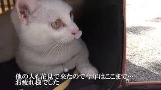 【宇宙猫VS頭が子猫】ドキドキの対面！完全箱入り保護猫VS引きこもり猫