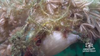 Critters of the Lembeh Strait | The Melibe Colemani