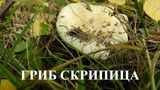 Гриб скрипица (скрипуха, скрипун). Как растут грибы скрипицы