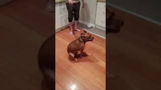 When your dog has a foot fetish and cant deal with it