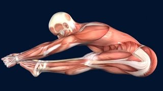 How to Pike Jump Muscle Anatomy EasyFlexibility