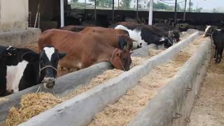 Al-Kausar Meat & Slaughter
