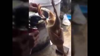 Mát trời làm thịt ngan nấu giả cầy ăn chơi