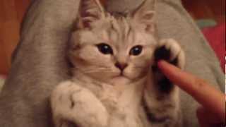 ПЛАСТИЛИНОВЫЙ КОТИК (Incredible plasticine kitten)