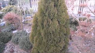 thuja occidentalis micky
