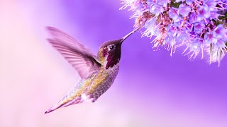 Soothing Meditation | Relaxing Ambient Music 432Hz | Spiritual Healing Frequency | Relaxing Sounds