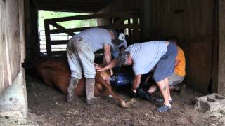 Pulling embryo calf 92511