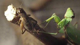 Сверчки и богомол (crickets and hunting mantis religiosa)