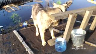 Спасение животных в Нижневартовске | Saving animals in Nizhnevartovsk