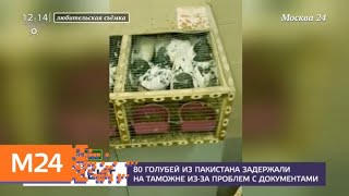 80 голубей из Пакистана задержали на таможне из-за проблем с документами - Москва 24