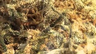 Mr. P. ShareGrows-Wk7 macro's