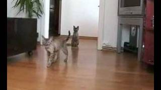 Mario and Cognac, Devon Rex - Tricks