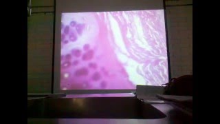 HISTOLOGIA 12ava semana PRACTICA 10 DIGESTIVO II Y GLANDULAS ANEXAS