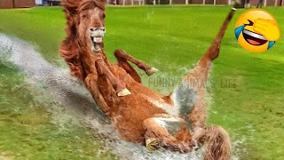 Best Funny Animal Videos 2022 - Funniest Dogs And Cats Videos