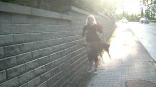 amstaff Vega skok po murze