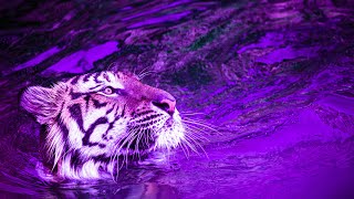 Meditative Relaxing Music | 432Hz Healing Tones | Deep Zen Music | Solfeggio Frequency