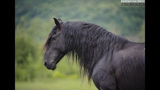 The Greatest Horse Breed of All Time - Карачай ат ла