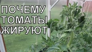 ЖИРОВАНИЕ ТОМАТОВ: почему помидоры жируют?