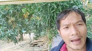 Thúy Nga 131 không có MC Nguyễn Ngọc Ngạn thì sao