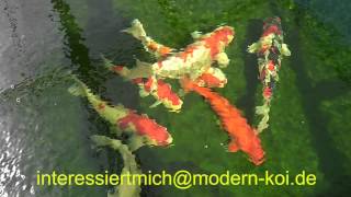 Modern Koi Blog #460 - Eine verrückt-geile Idee für einen Koiteich.