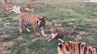 ЛЕОПАРД ПРОТИВ ТИГРА! TIGER VS LEOPARD