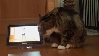 【ハラハチ体操】ねこの「まる」編／優勝者とハラハチ体操コラボ動画（振付パパイヤ鈴木）【公式】｜資生堂