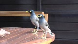 The song of the Miner bird