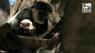 Colobus Monkey is the Newest Zoo Baby - Cincinnati Zoo