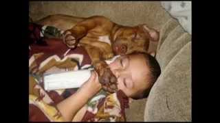 RAP CONTRA EL MALTRATO ANIMAL.