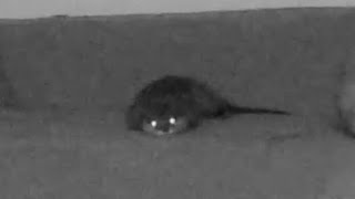 カワウソが深夜何をしているか隠し撮りしてみた結果… I tried to take hidden photos of what otters are doing late at night.