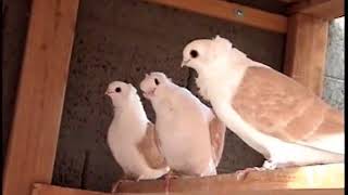 yellow old german owl pigeons