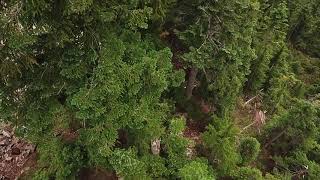 DJI 0033