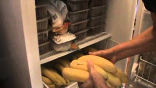 Freezing Bananas
