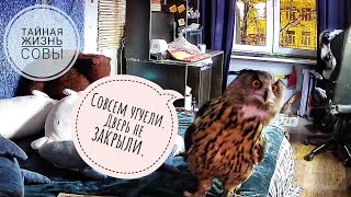 Зачем сове павербанк и зарядное устройство? Тайная жизнь совы