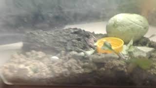 Il mio geco faggio